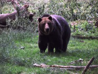 /album/zoo-ke/zoo-ke-medved03-jpg/